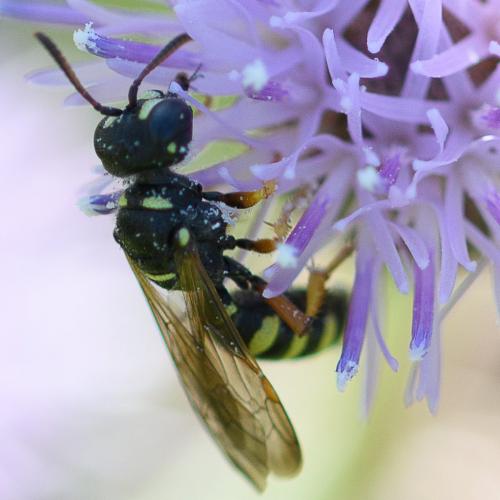 Cerceris quinquefasciata