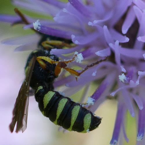 Cerceris quinquefasciata