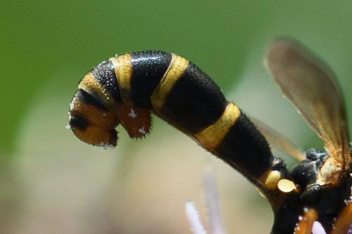 Réf. 236 194 : Conops quadrifasciatus