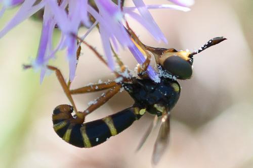 Réf. 236 193 : Conops quadrifasciatus