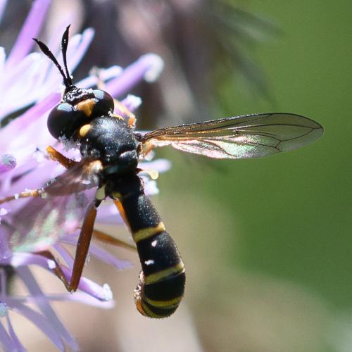 Réf. 236 195 : Conops quadrifasciatus