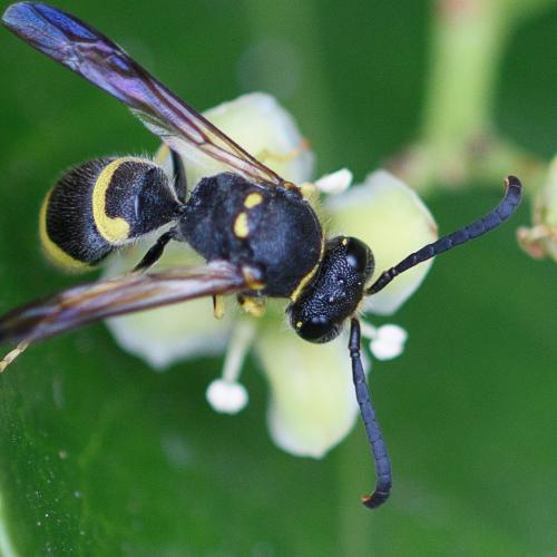 Ancistrocerus sp.