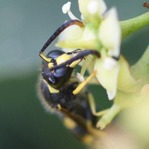 Ancistrocerus sp.
