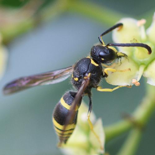 Ancistrocerus sp.