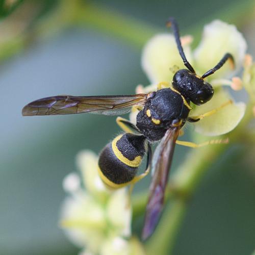 Ancistrocerus sp.