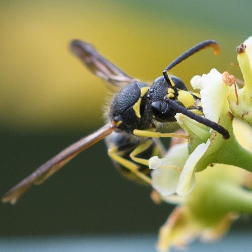 Réf. 236 857 : Ancistrocerus sp.