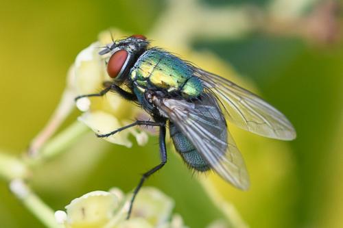 Lucilia sericata