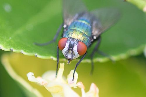 Lucilia sericata