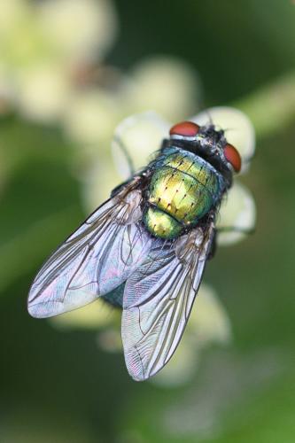 Réf. 236 974 : Lucilia sericata