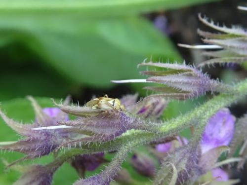 Lygus sp.