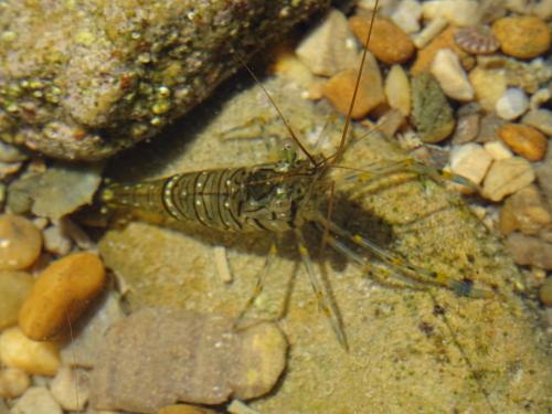 Réf. 236 761 : Palaemon elegans