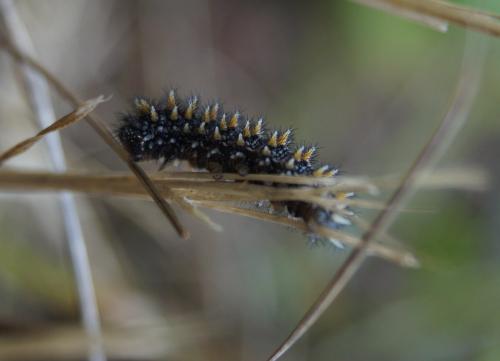 Melitaea sp.