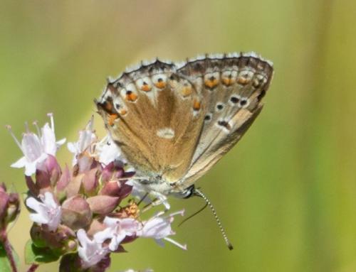 Réf. 236 033 : Polyommatus sp.