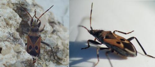 Lasiocoris anomalus