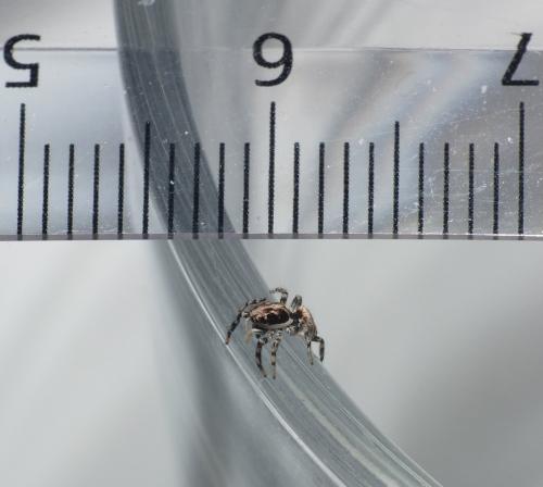 Salticus zebraneus