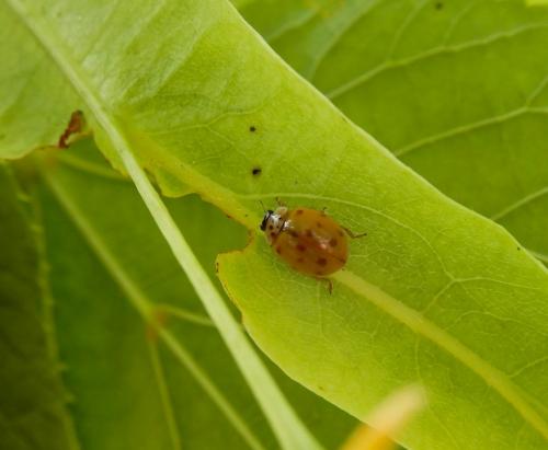 Adalia decempunctata