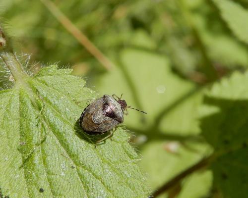 Réf. 236 351 : Stagonomus venustissimus