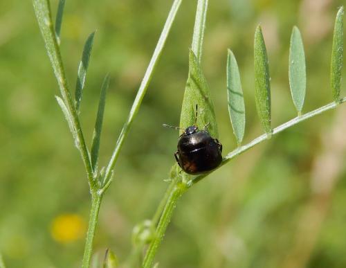 Coptosoma scutellatum