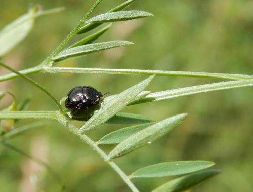 Coptosoma scutellatum
