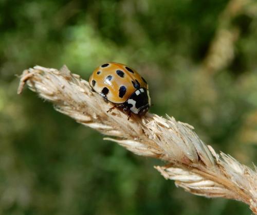 Réf. 236 055 : Anatis ocellata