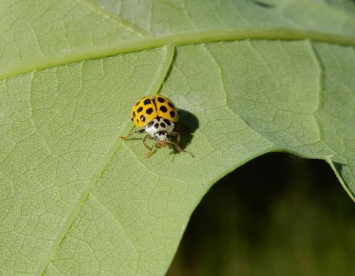 Psyllobora vigintiduopunctata