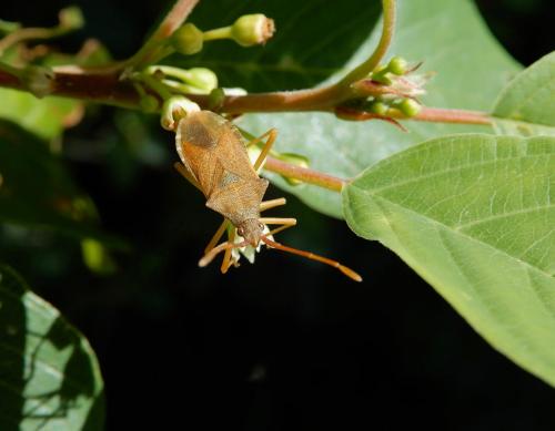 Gonocerus acuteangulatus