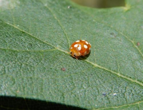 Vibidia duodecimguttata