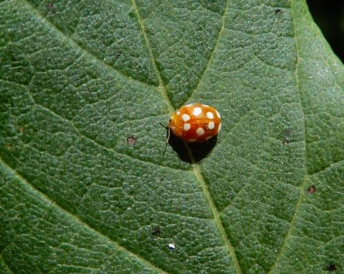 Vibidia duodecimguttata