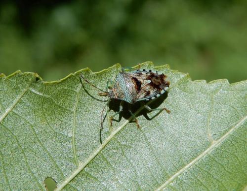 Réf. 236 276 : Elasmucha grisea