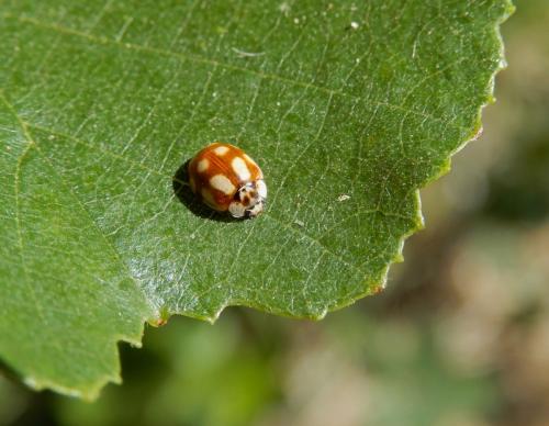 Adalia decempunctata