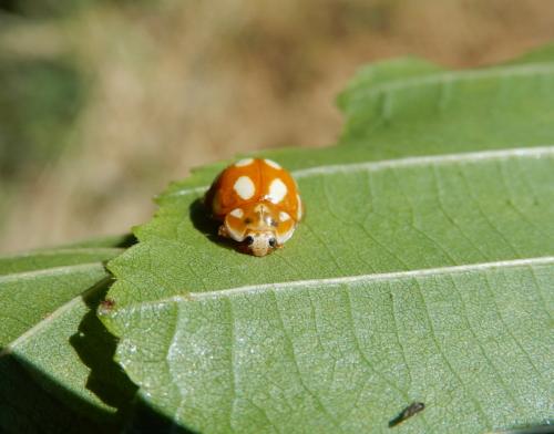 Calvia decemguttata
