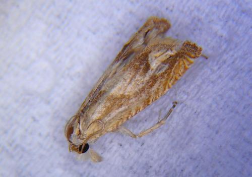 Eucosma cana