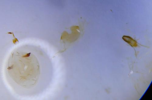Eucosma cana
