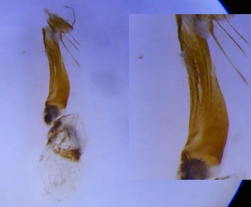 Dioryctria simplicella