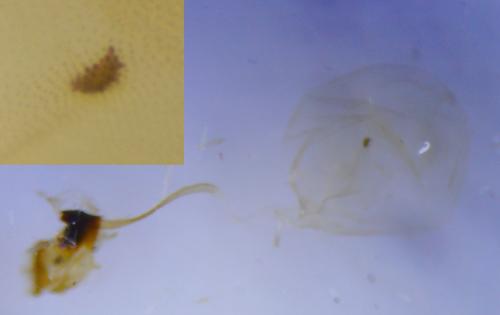 Réf. 236 320 : Catoptria pinella