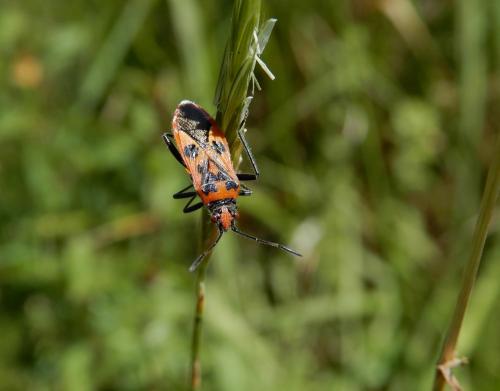 Réf. 236 116 : Corizus hyoscyami