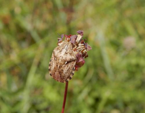 Réf. 236 924 : Eurygaster maura