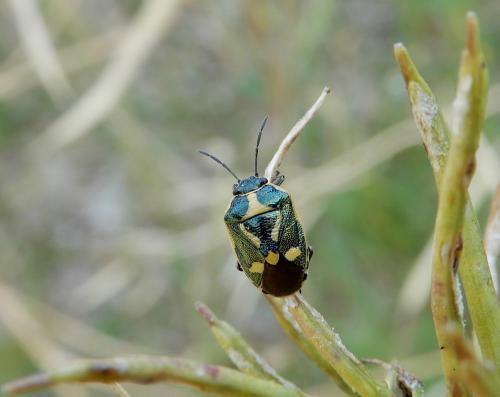 Réf. 236 925 : Eurydema oleracea