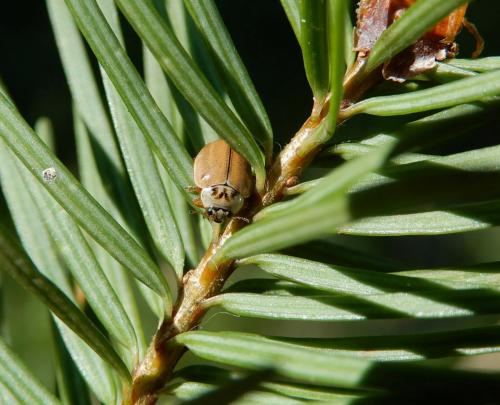 Aphidecta obliterata
