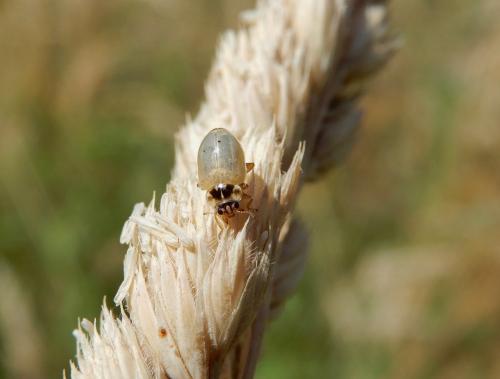 Aphidecta obliterata
