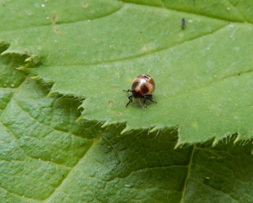 Pentatominae