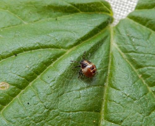 Pentatominae