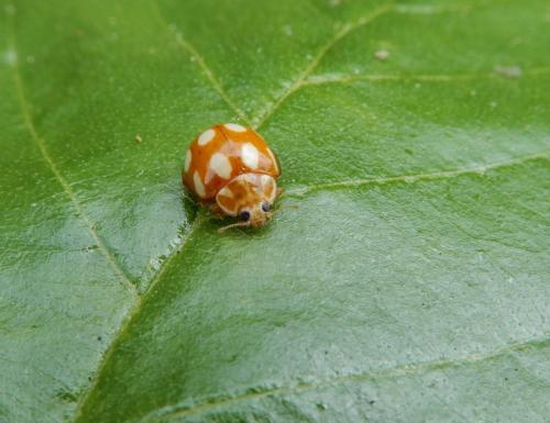 Réf. 236 185 : Calvia decemguttata
