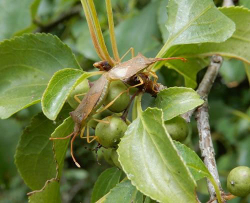 Gonocerus acuteangulatus