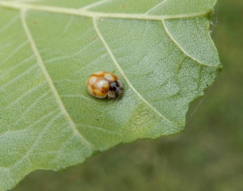 Réf. 236 749 : Adalia decempunctata