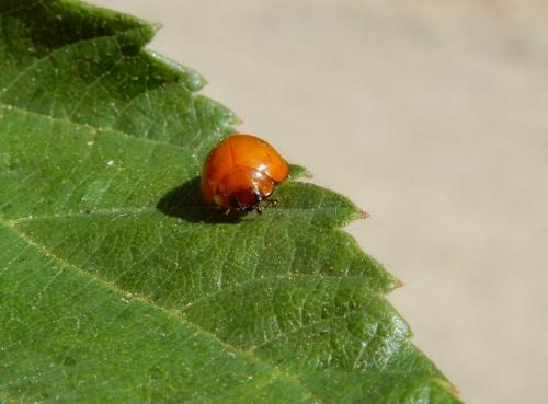 Réf. 236 017 : Exochomus quadripustulatus
