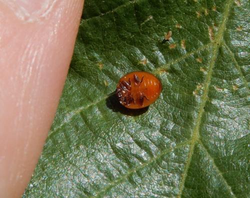 Réf. 236 019 : Exochomus quadripustulatus