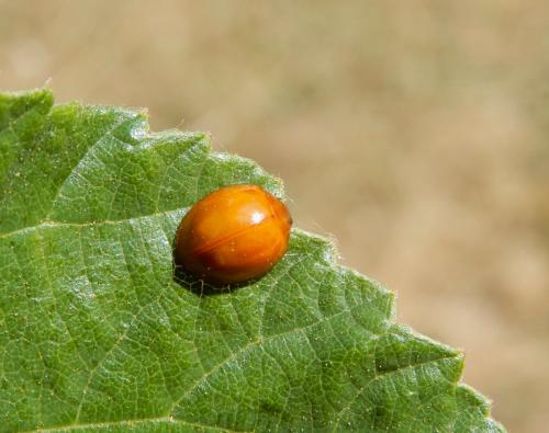 Réf. 236 018 : Exochomus quadripustulatus