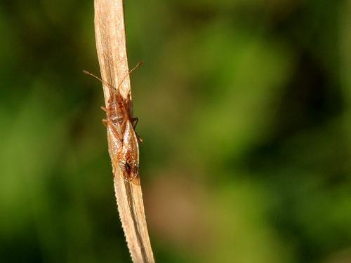 Réf. 236 867 : Cymodema tabida tabida