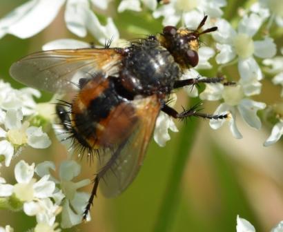 Tachina magnicornis